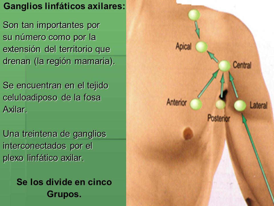 Las metodologías del aumento de la dimensión del miembro viril